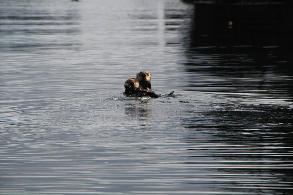 image001_sea-otter_web